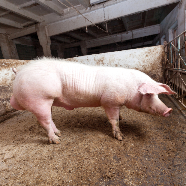 18686767_xxl 1-1.JPG