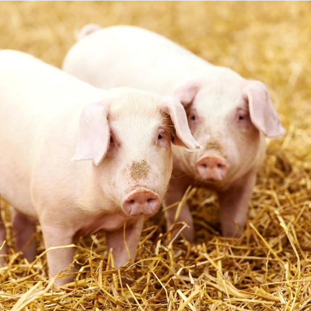 吉美肥 SF-202 肥育豬 飼料預拌劑.JPG