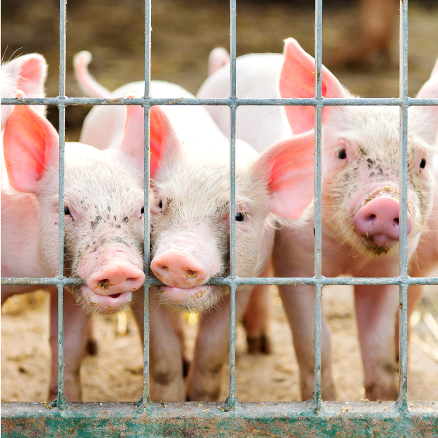 28517353_xxl 1-1.JPG