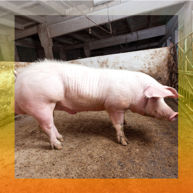 18686767_xxl 1-1-1.jpg