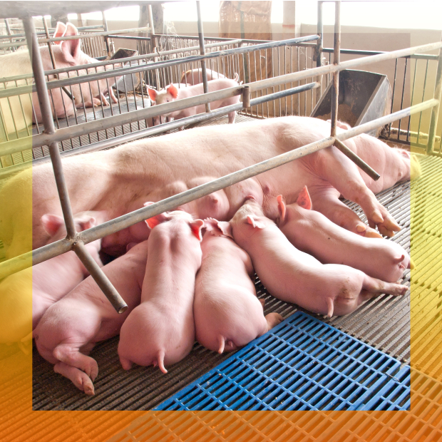 19837877_xxl 1-1-1.jpg